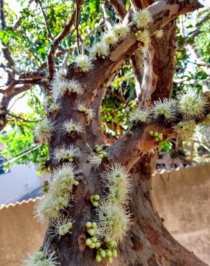 Jabuticaba 10
