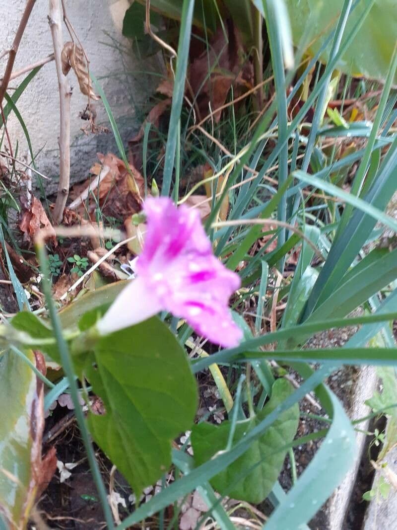 Ipomoea 2