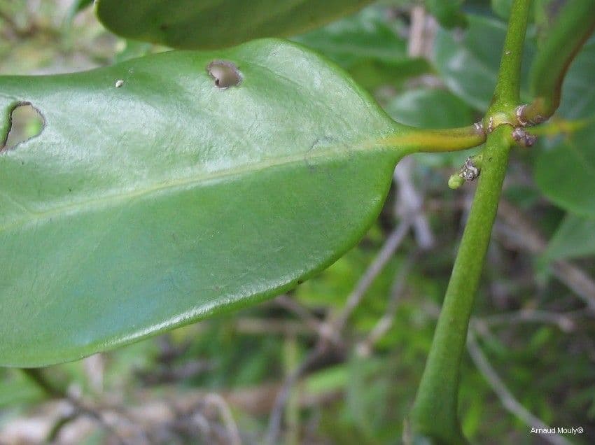 Cyclophyllum 4