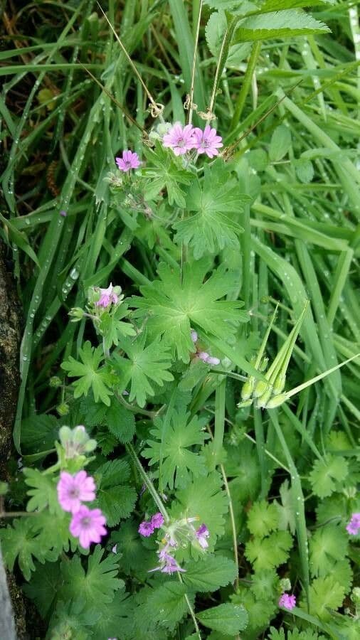 Géranium fluet 4
