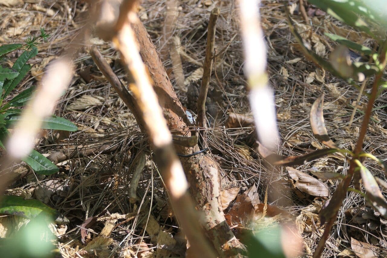 Rododendron 14