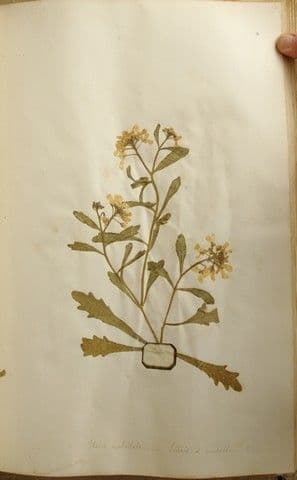 Iberka okolíkatá 29