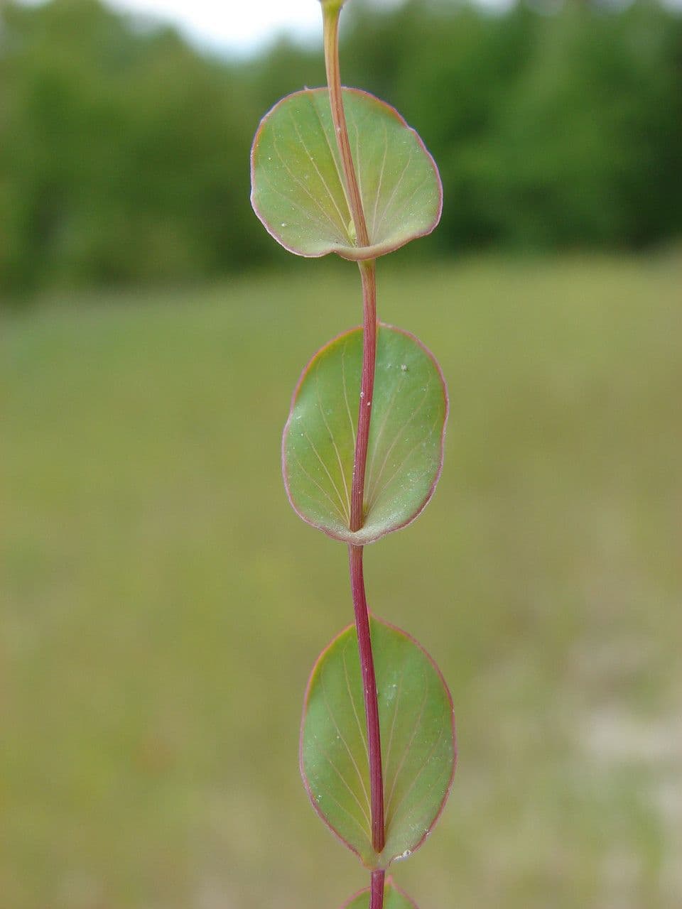 Bupleurum rotundifolium 15