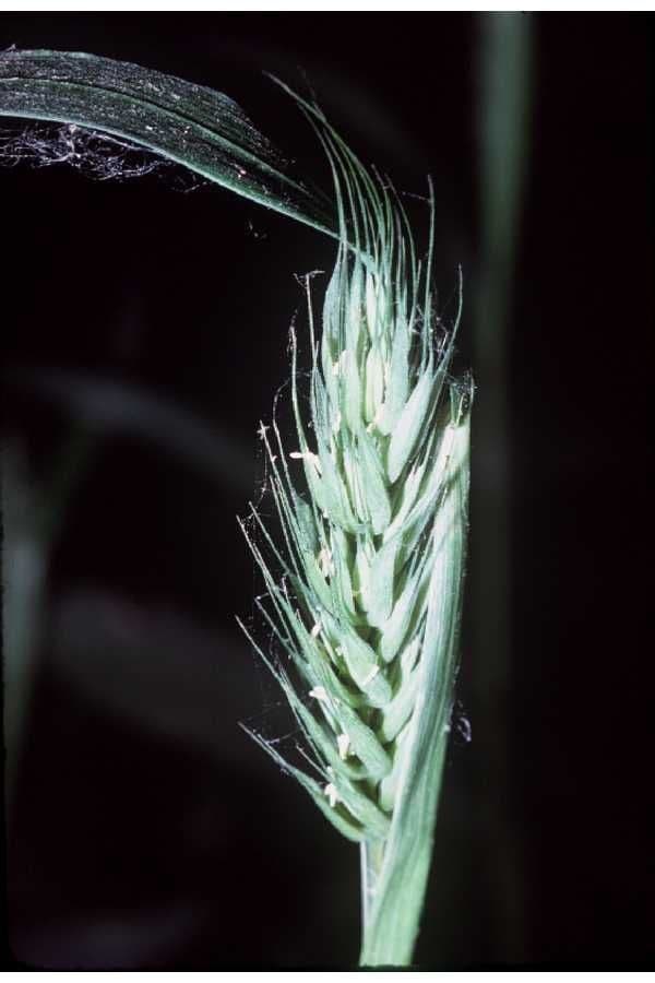 Elymus virginicus 8