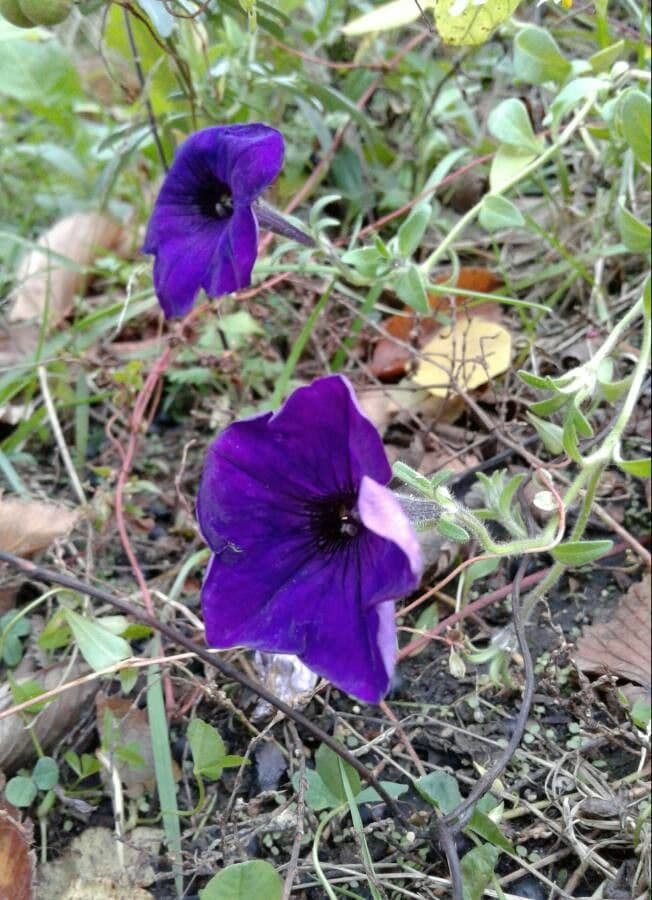 Ipomoea capillacea 5