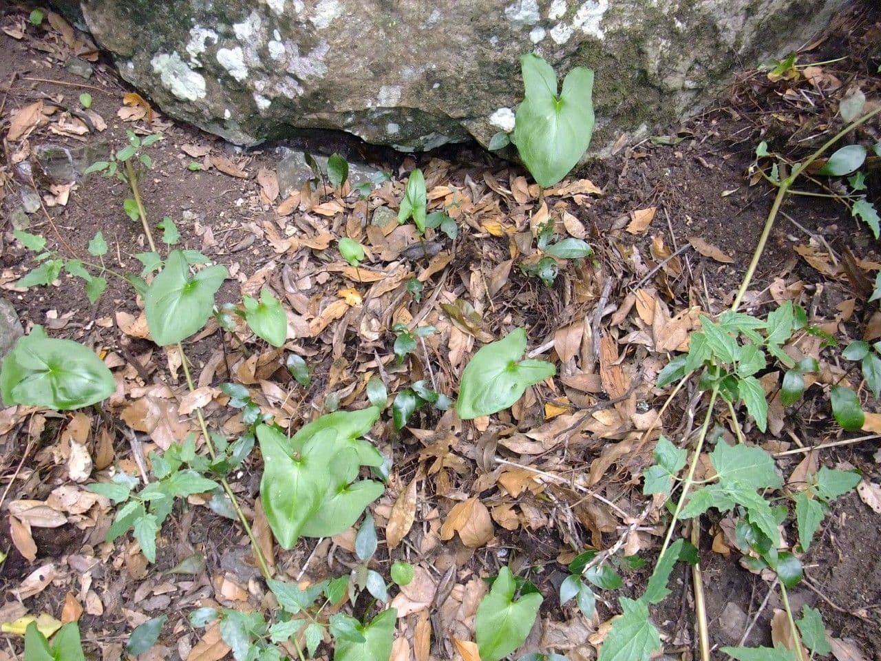 Arisarum 14