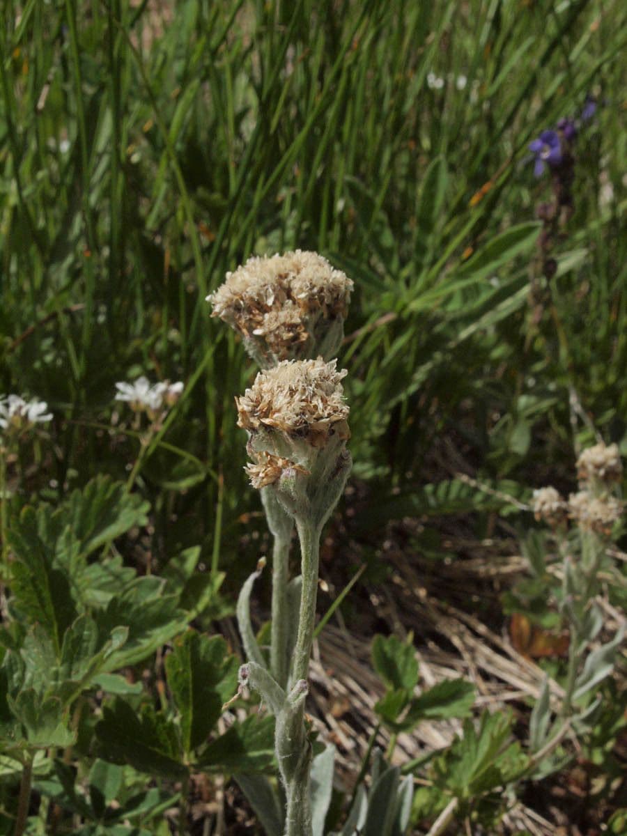Antennaria lanata 6