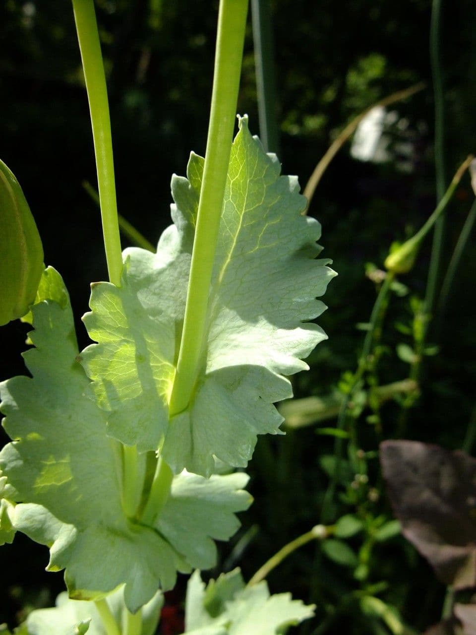 Schlafmohn 23