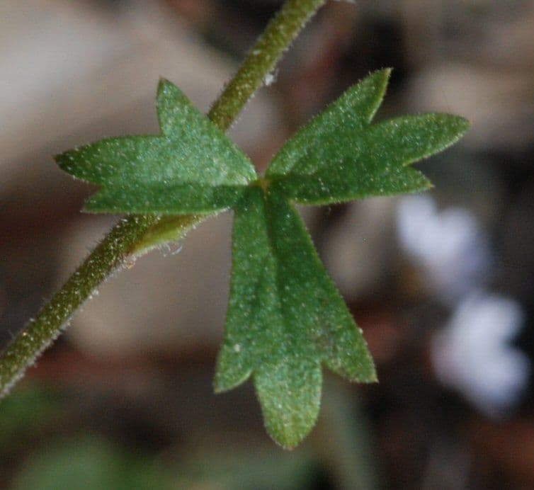 Lithophragma affine 13