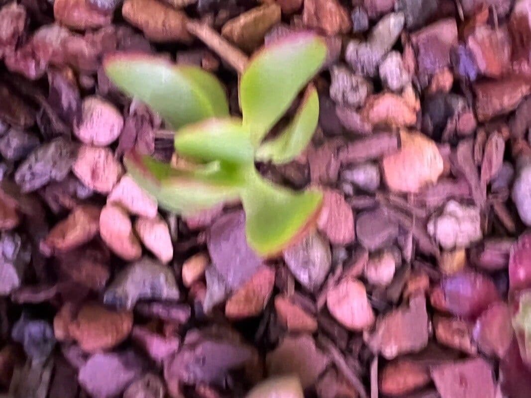 Pterostylis 4