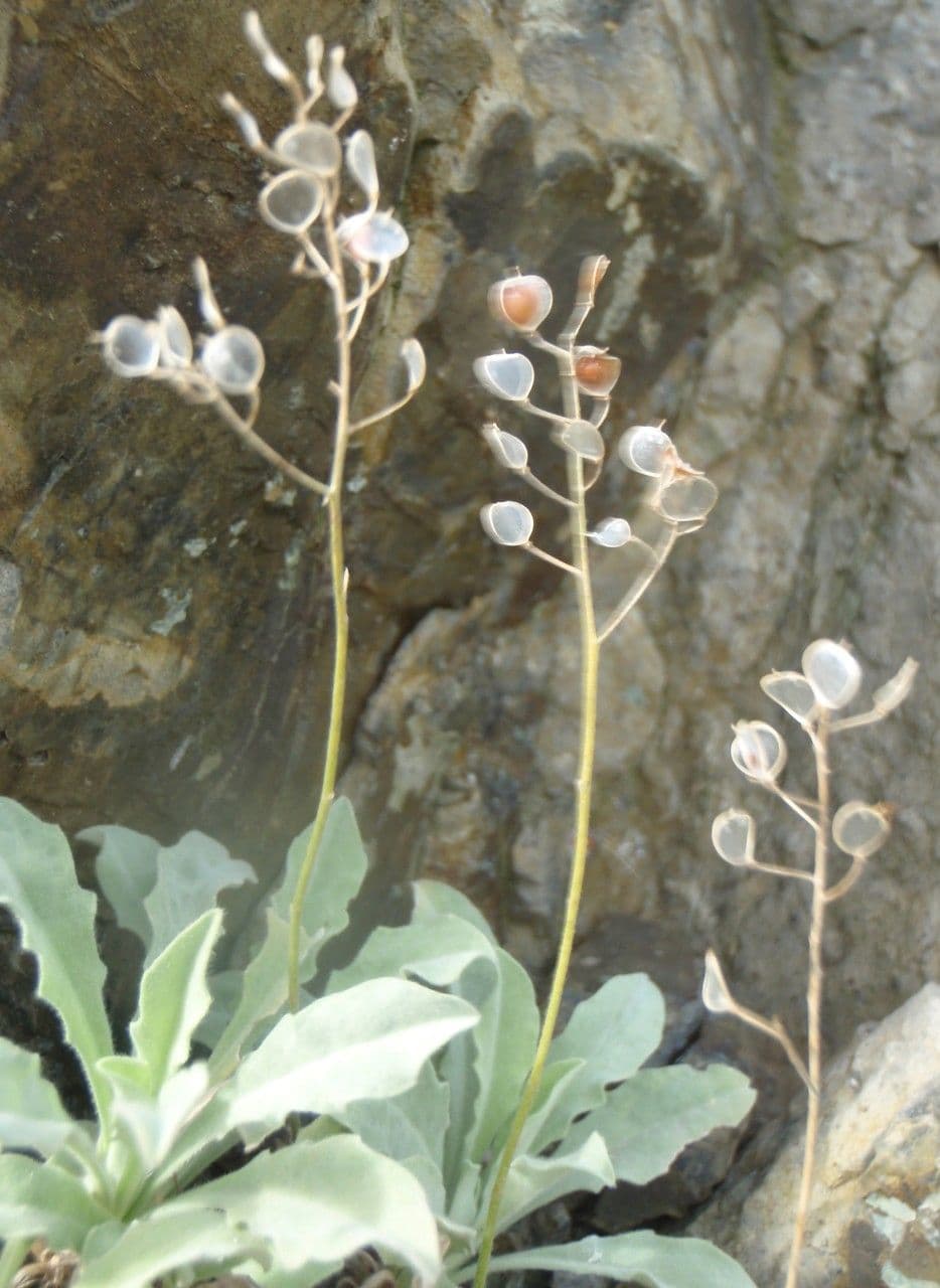 Aurinia saxatilis 11