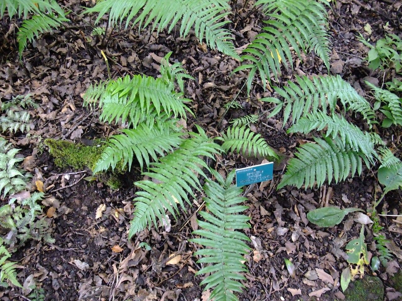 Dryopteris 8