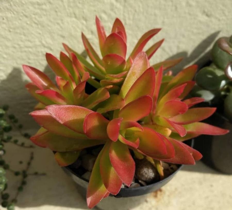 Crassula 18