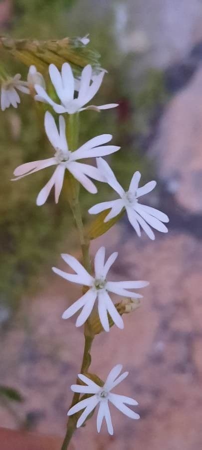 Mediterranean catchfly 6