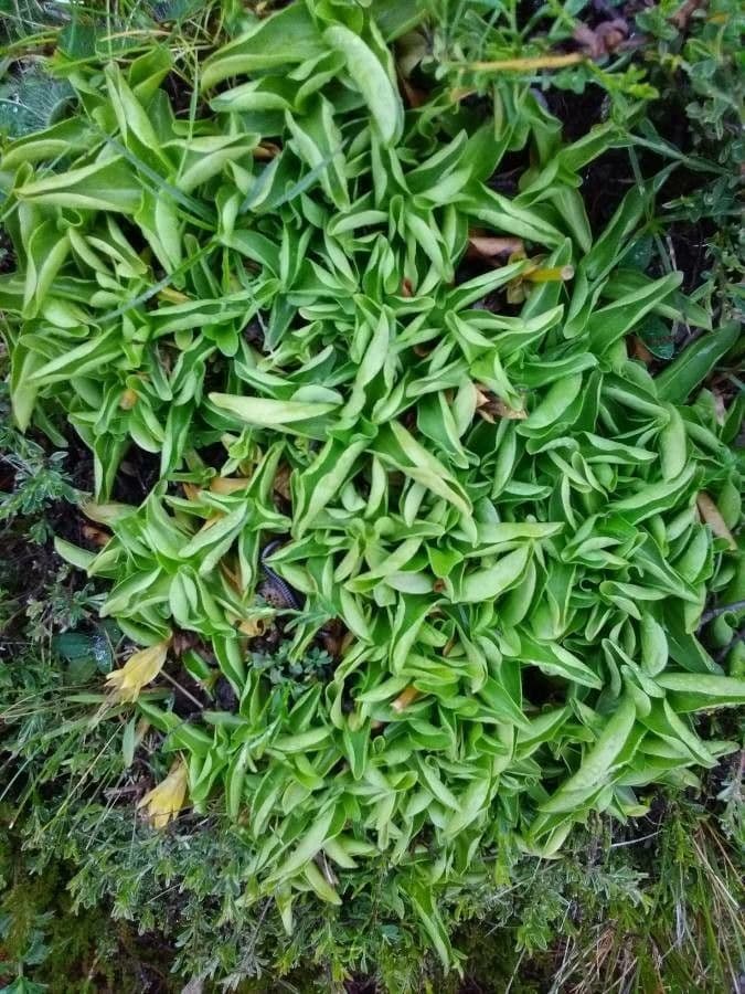 Steinrose 13
