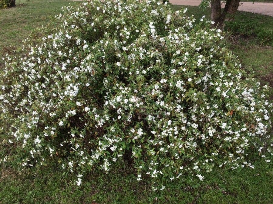 Reeve's spiraea 11