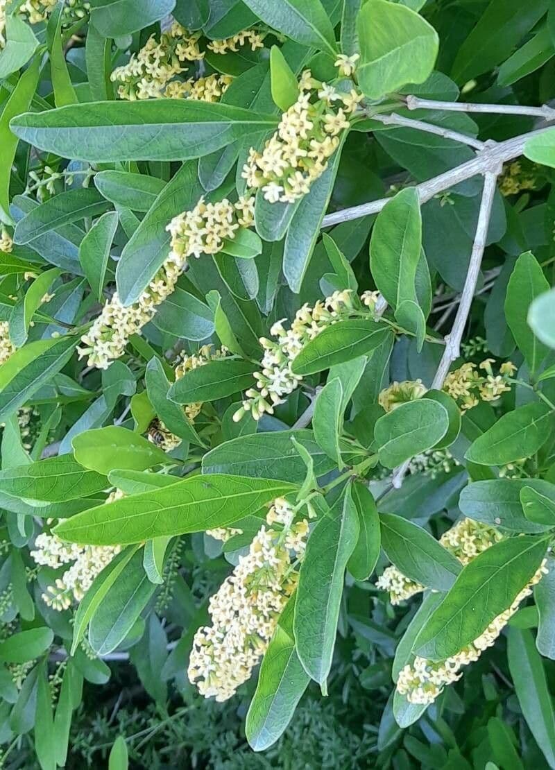 Citharexylum 8