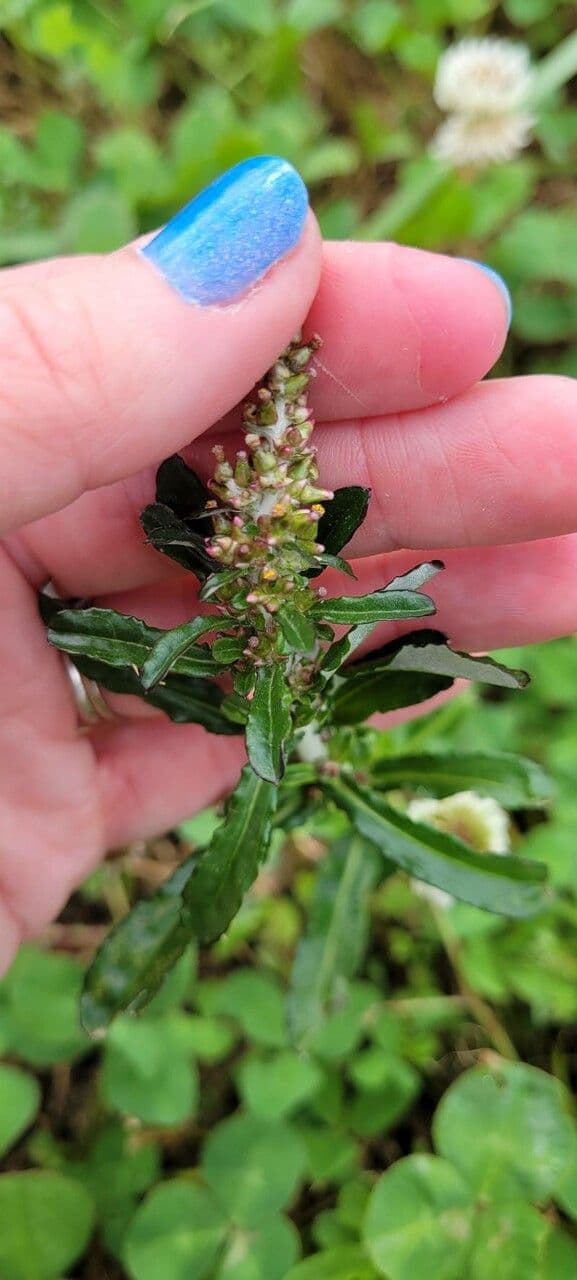 Gnaphalium americano 4