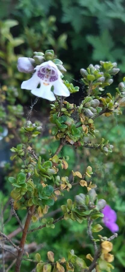 Prostanthera 7