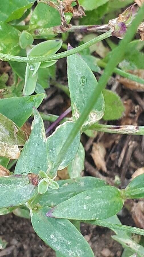 Silene pelosa 13