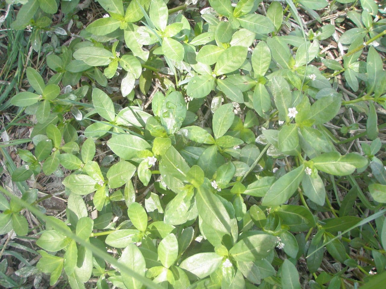 Erba alligatore 7