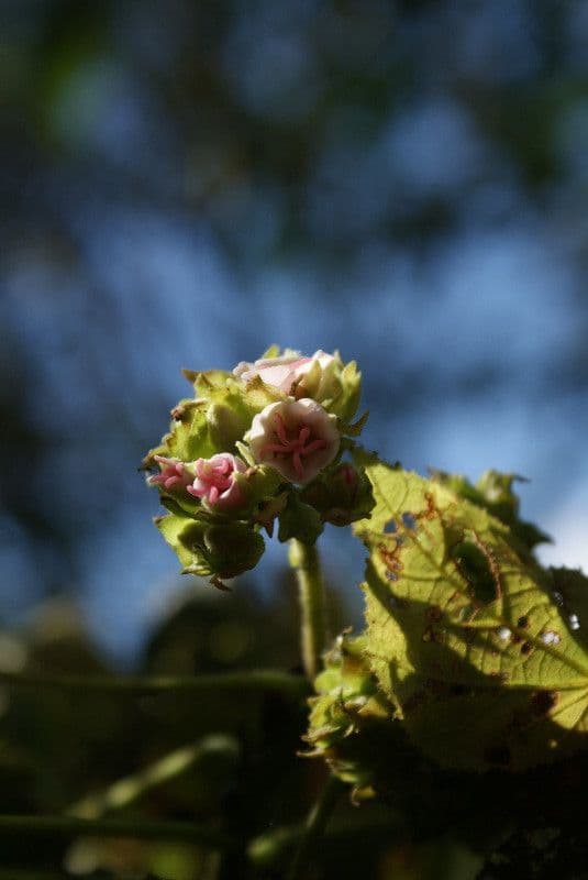 Dombeya 7
