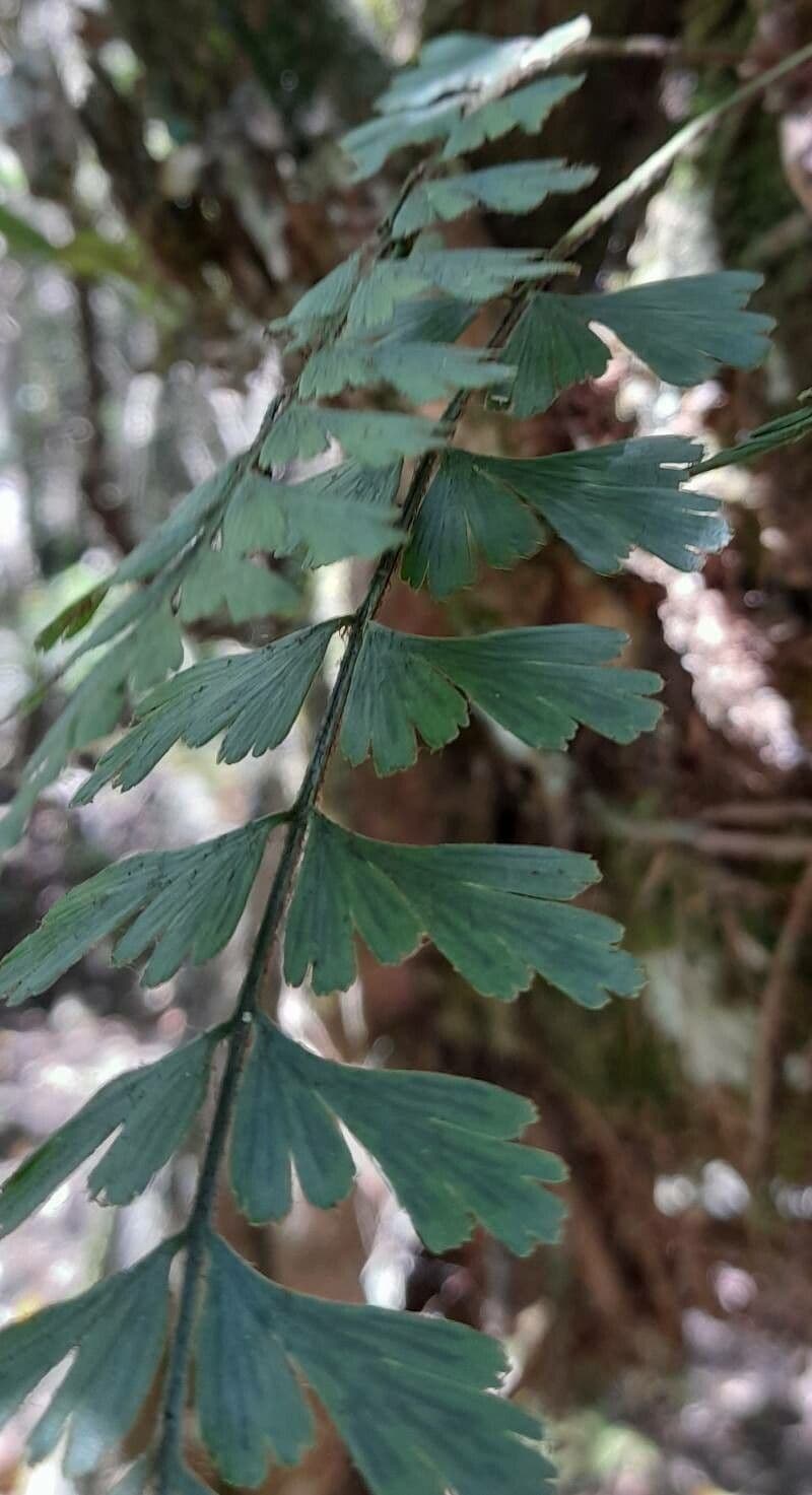 Asplenium praemorsum 6