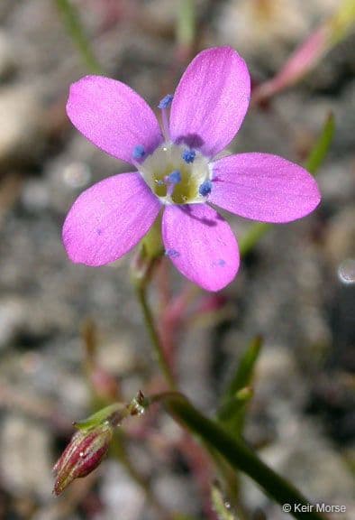 Navarretia leptalea 4