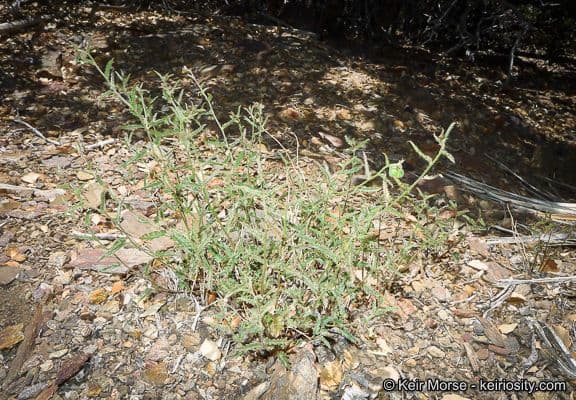 Tragia ramosa 9