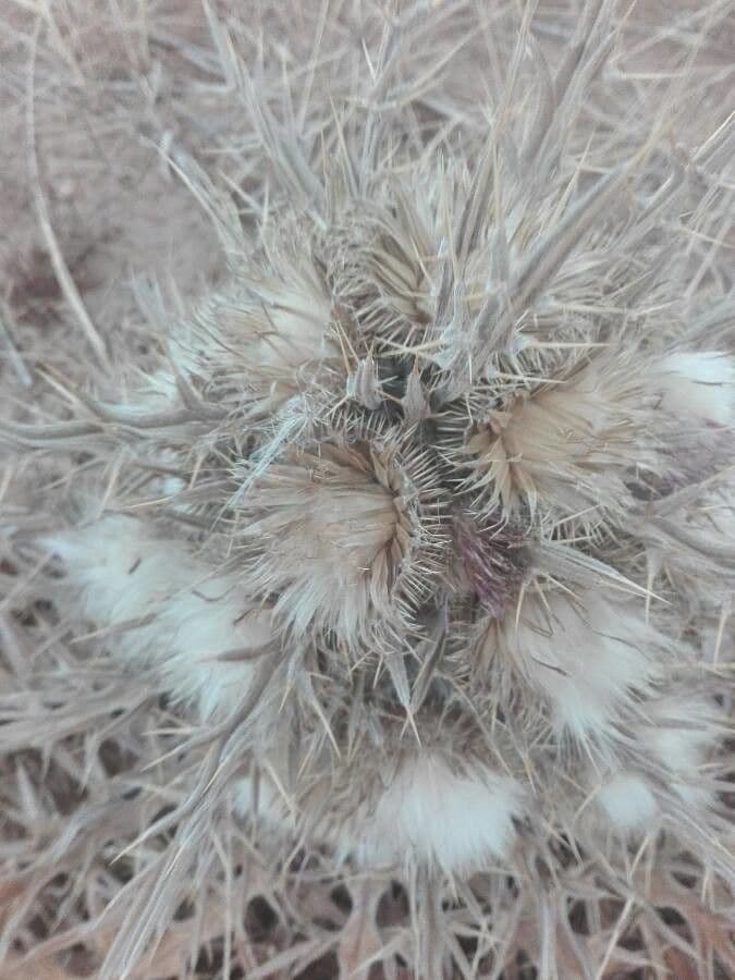 Cirsium