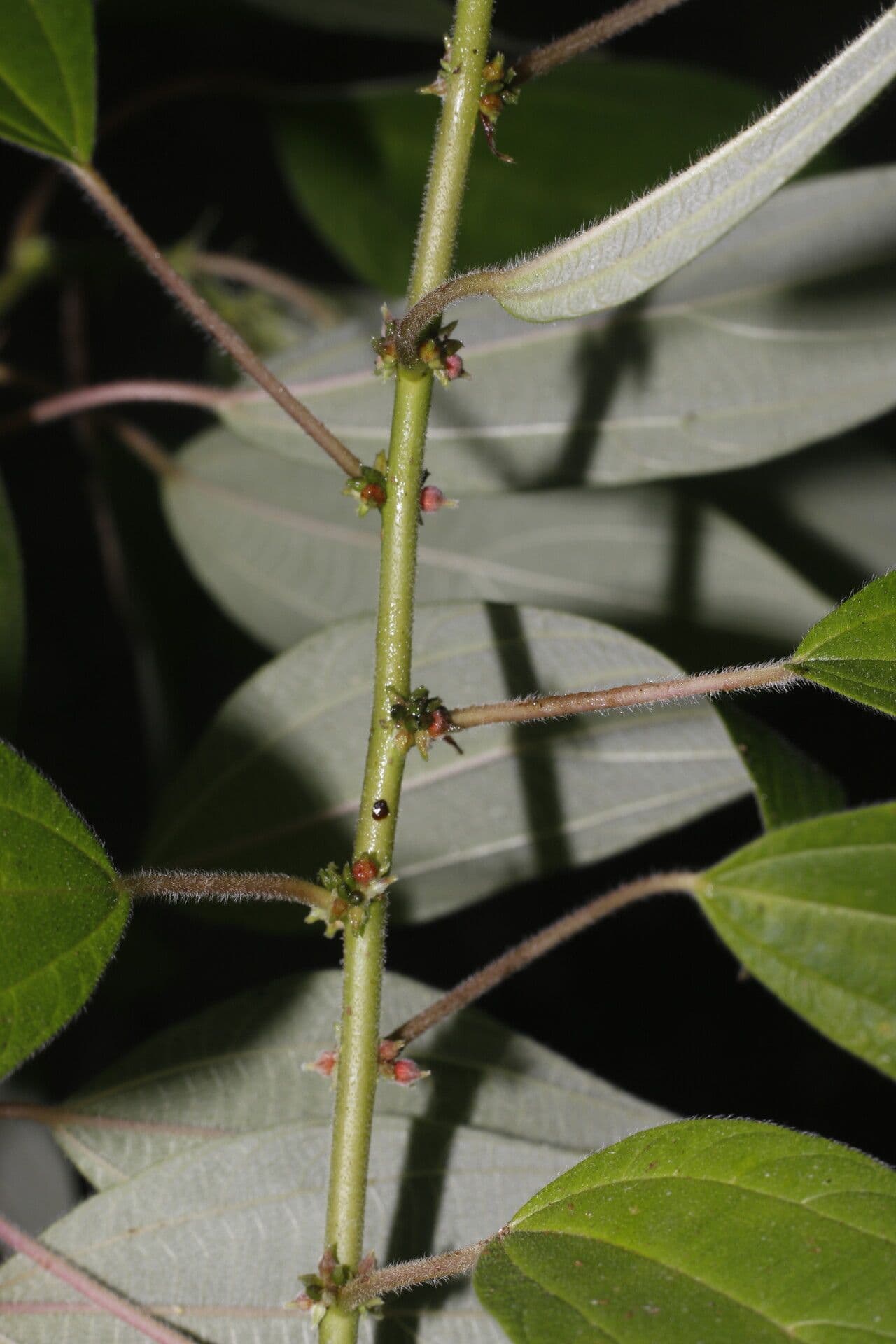Pouzolzia guatemalana
