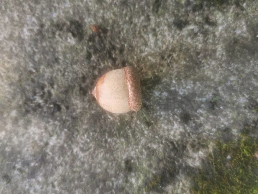 Rot-Eiche
