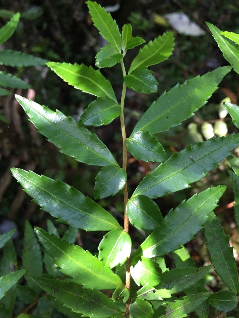 Azara 10
