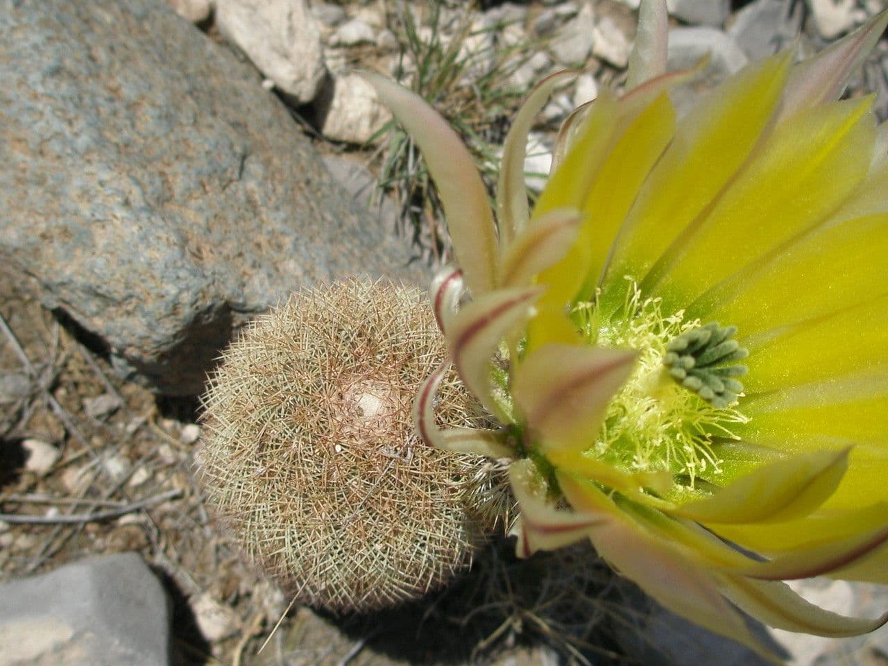 Echinocereus 3