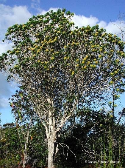 Melaleuca 13