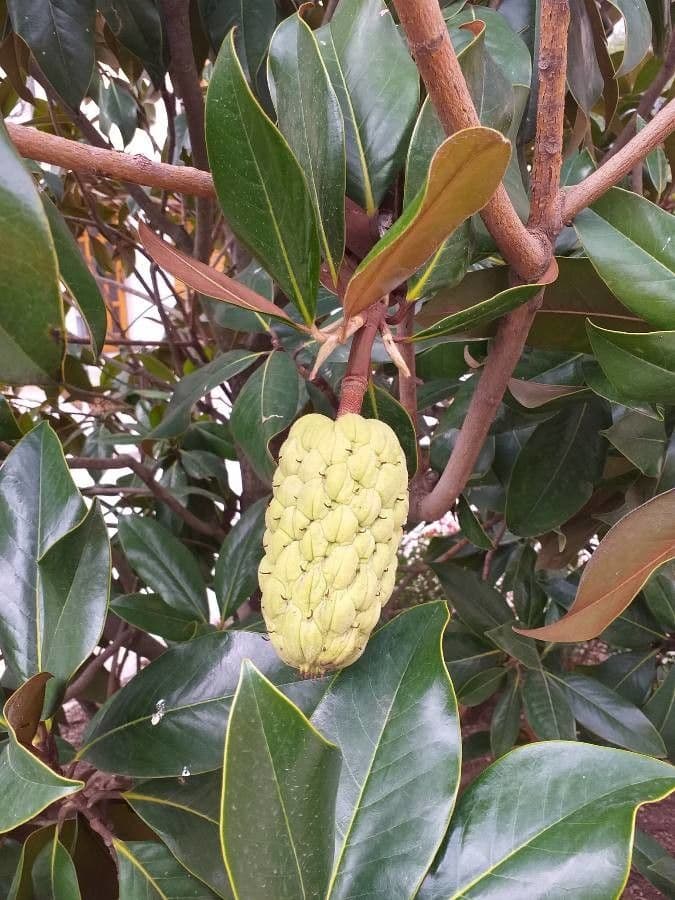 Magnolia grandiflora 3