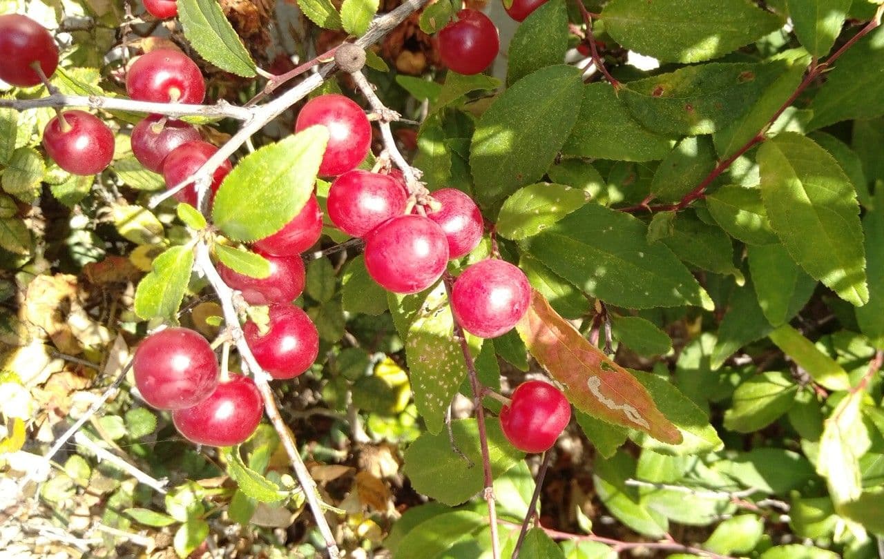 Chinese bush cherry