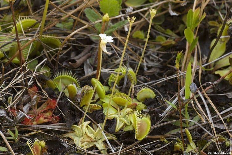 Pinguicula pumila 6