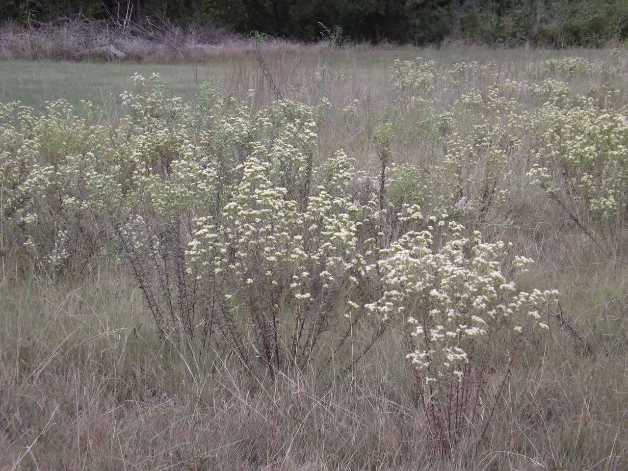 Brickellia eupatorioides 10