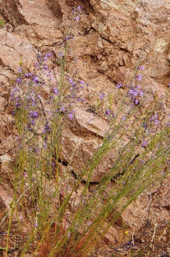 Ipomopsis 9