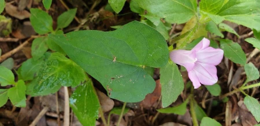 Ipomoea triloba 17