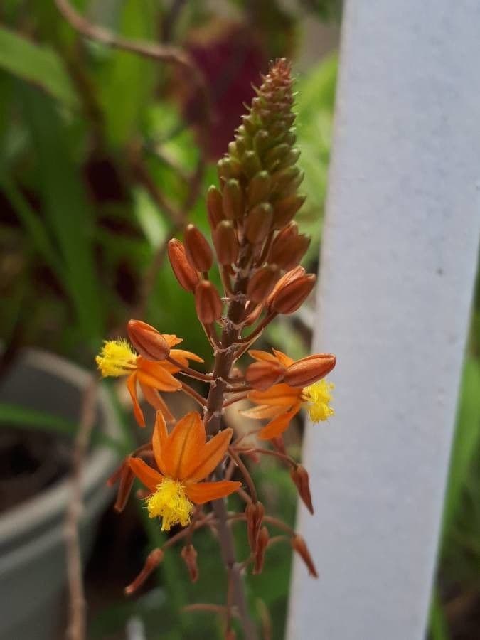 Bulbine arbustiva 8
