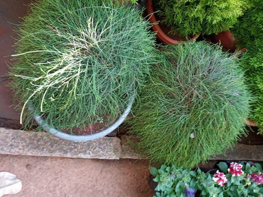 Allocasuarina glauque 9