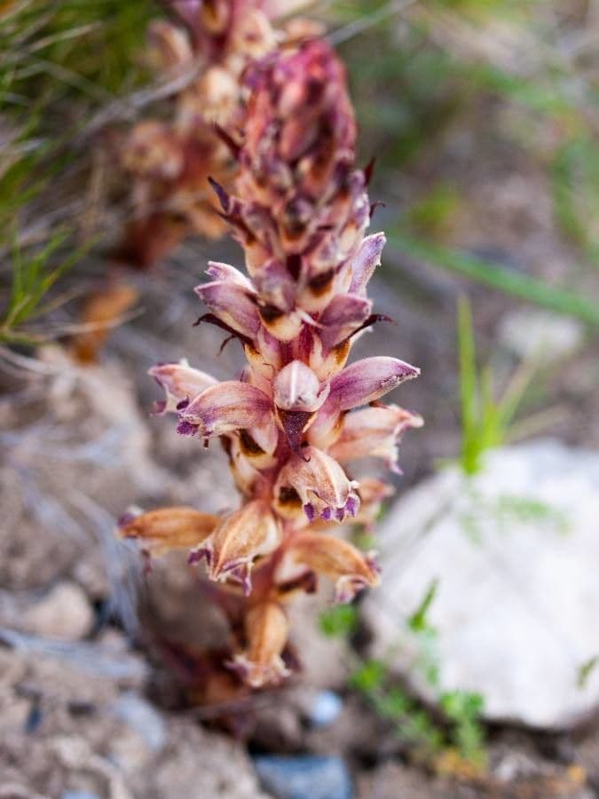 Australian broomrape 3