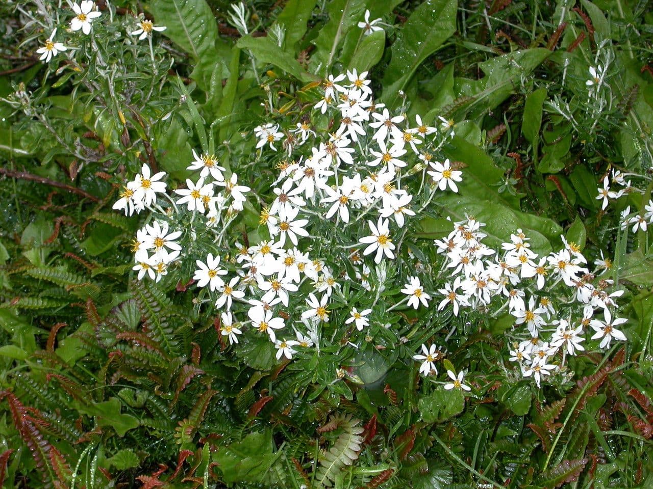 Chiliotrichum 8