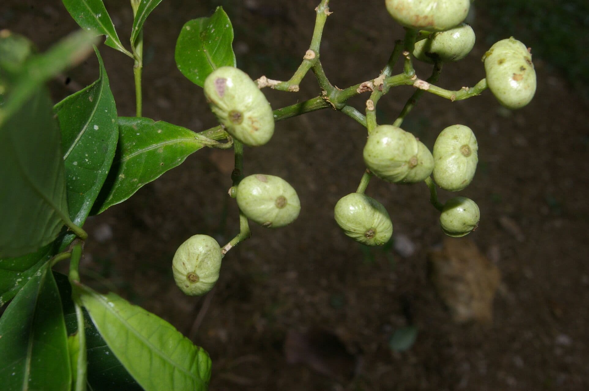 Faramea ghiandolosa 3
