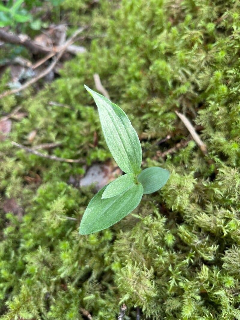 Epipactis leptochila 13
