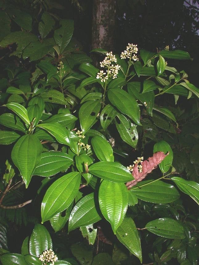 Miconia cooperi 15