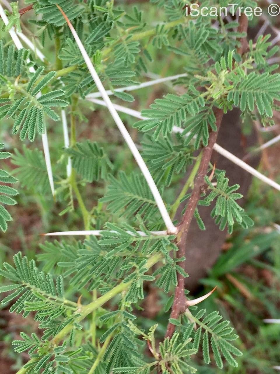 Acacia tortuosa 18