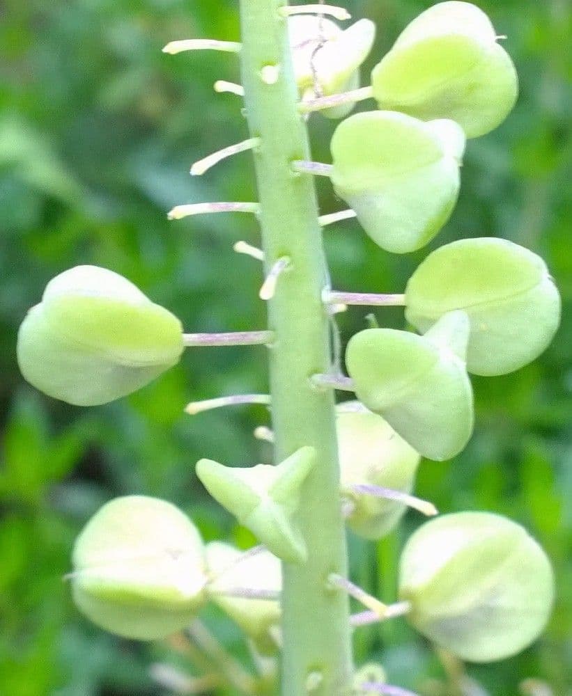 Muscari azzurro